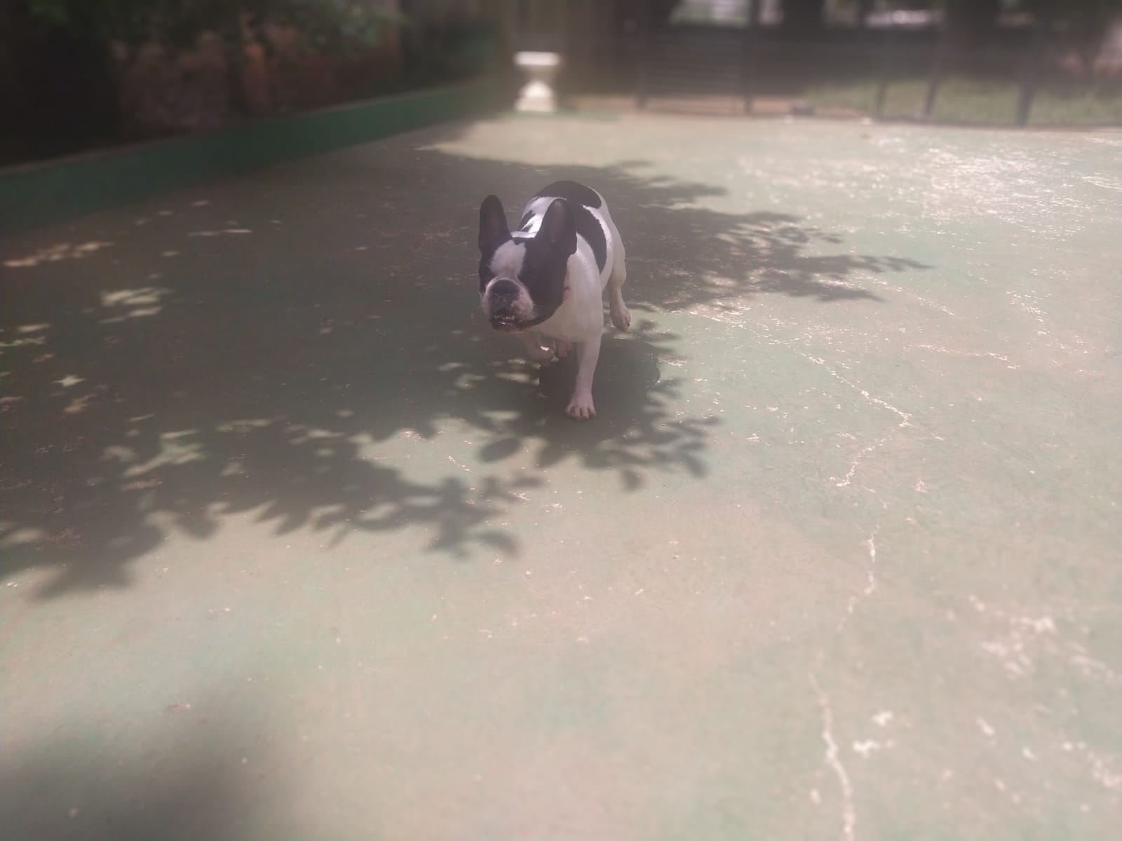 Foto do dia 06/02/2026 10:53  na clínica Animal House