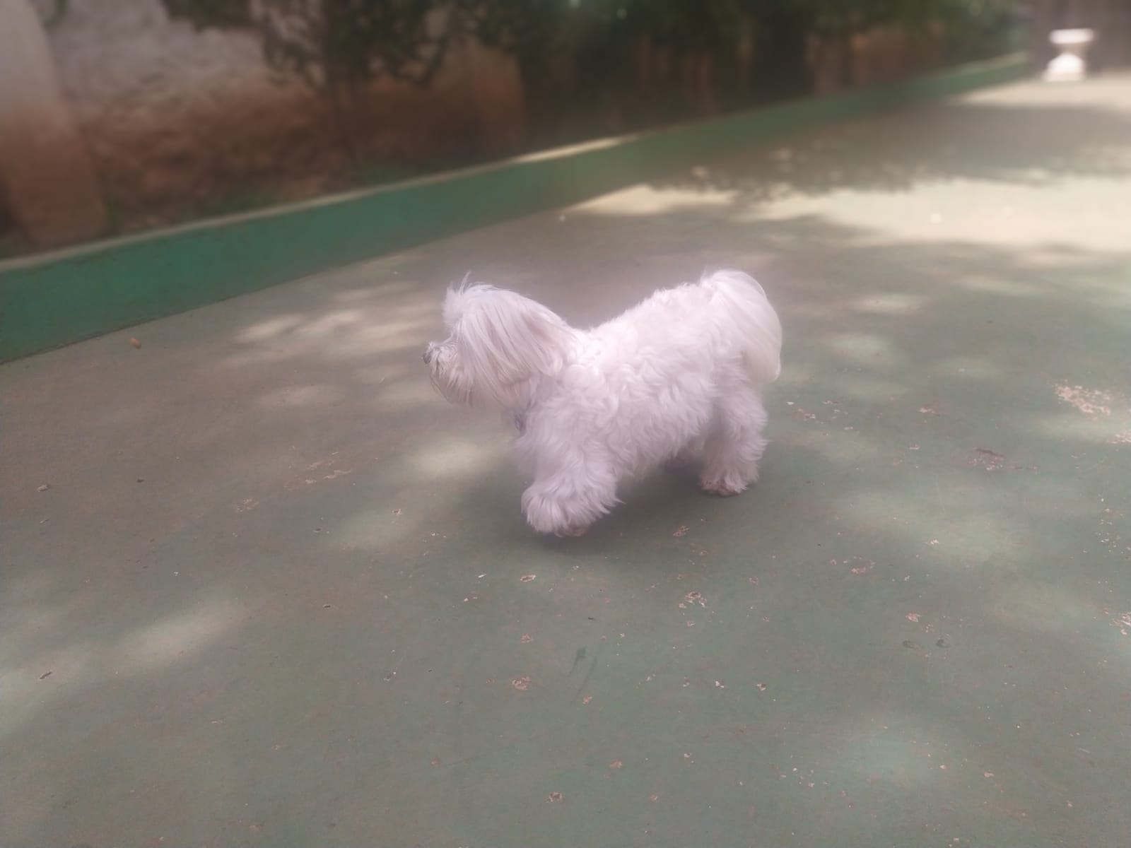 Foto do dia 06/02/2026 11:14  na clínica Animal House