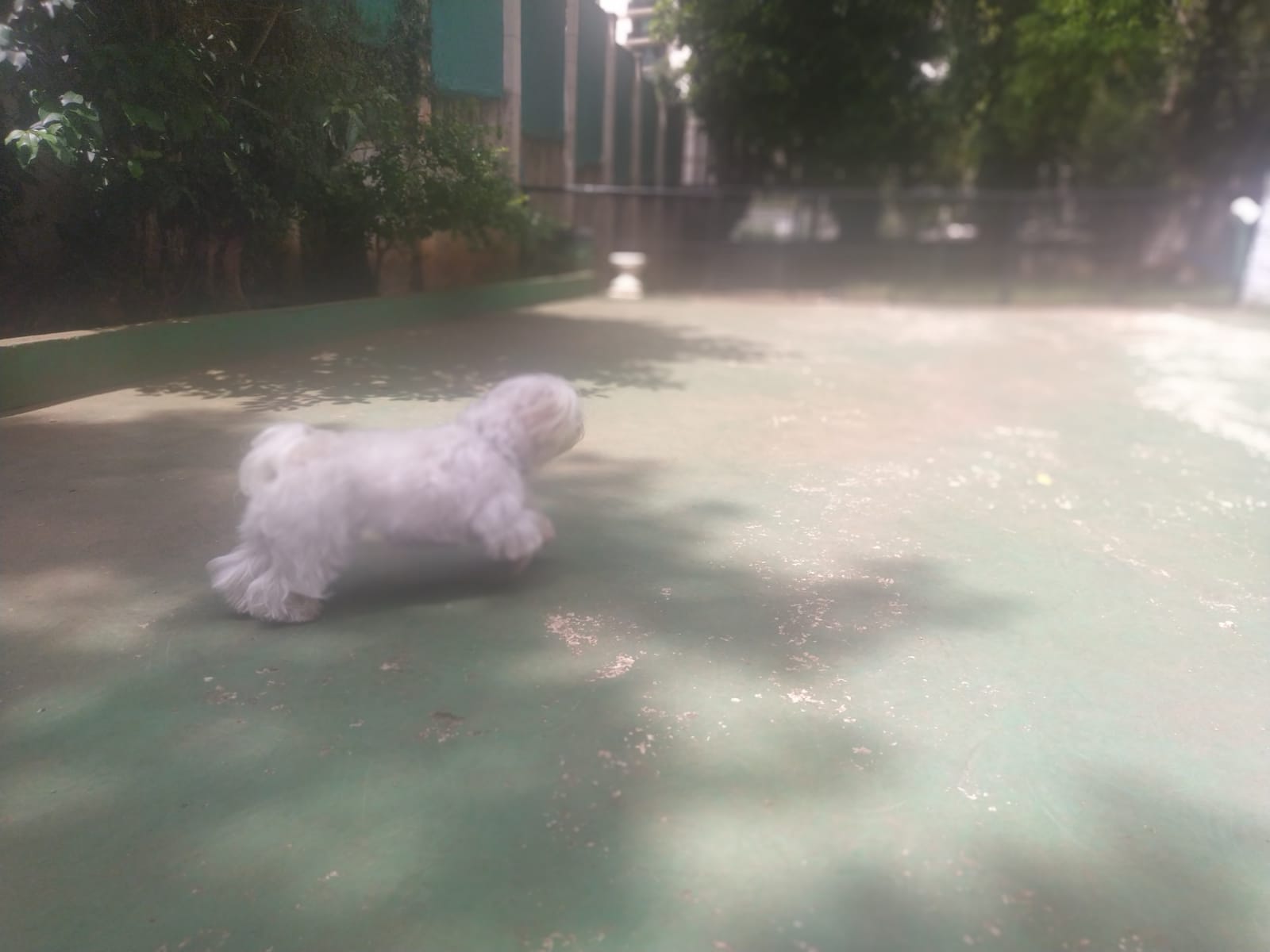 Foto do dia 06/02/2026 11:14  na clínica Animal House