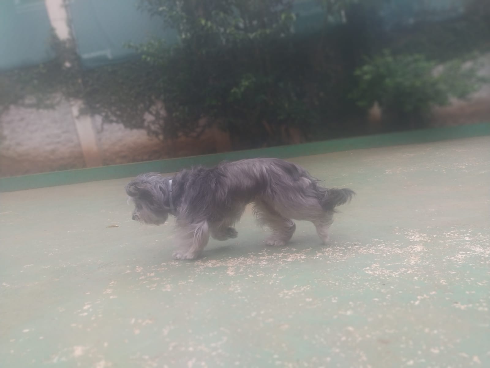 Foto do dia 06/02/2026 11:28  na clínica Animal House