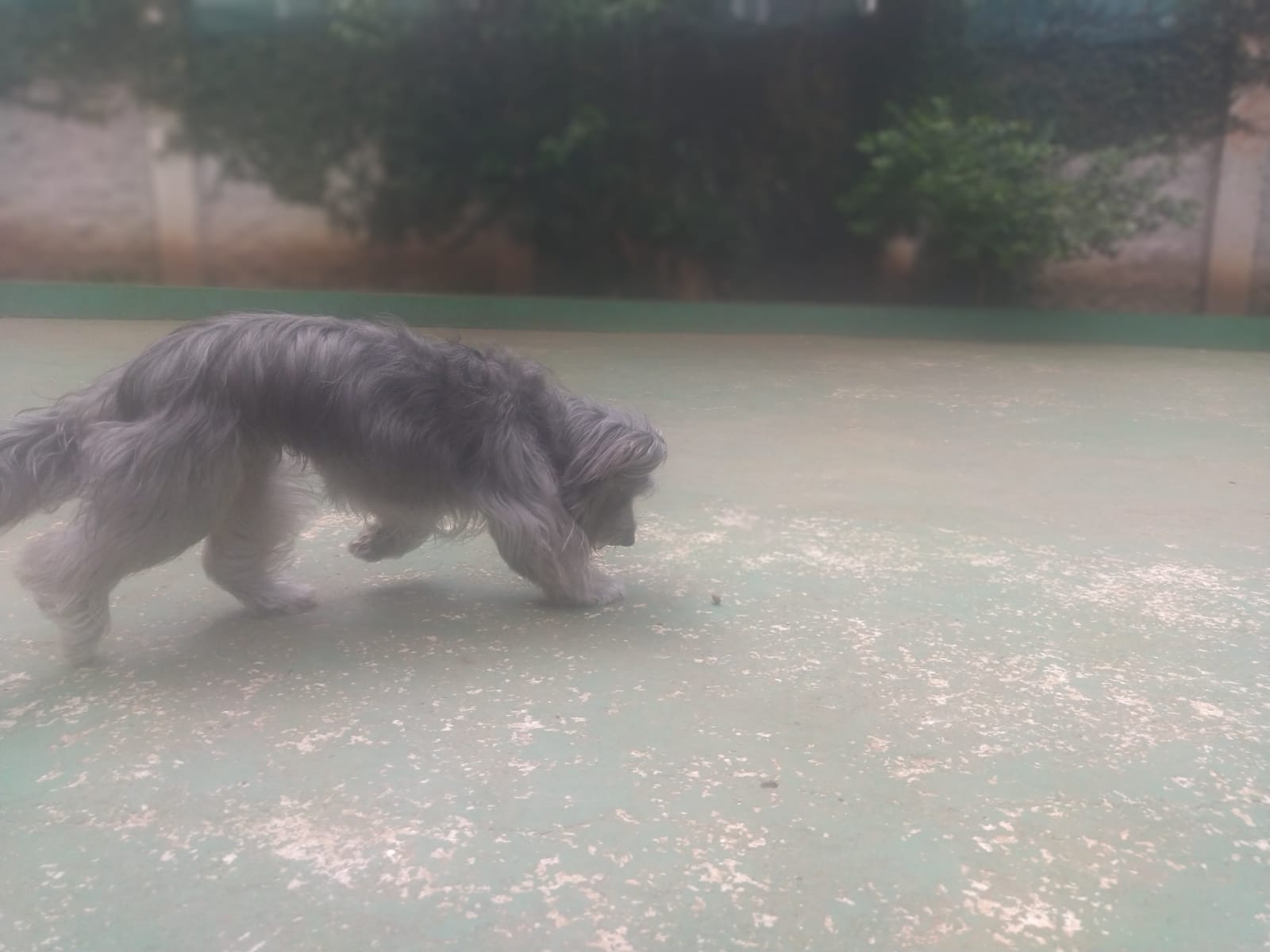 Foto do dia 06/02/2026 11:29  na clínica Animal House