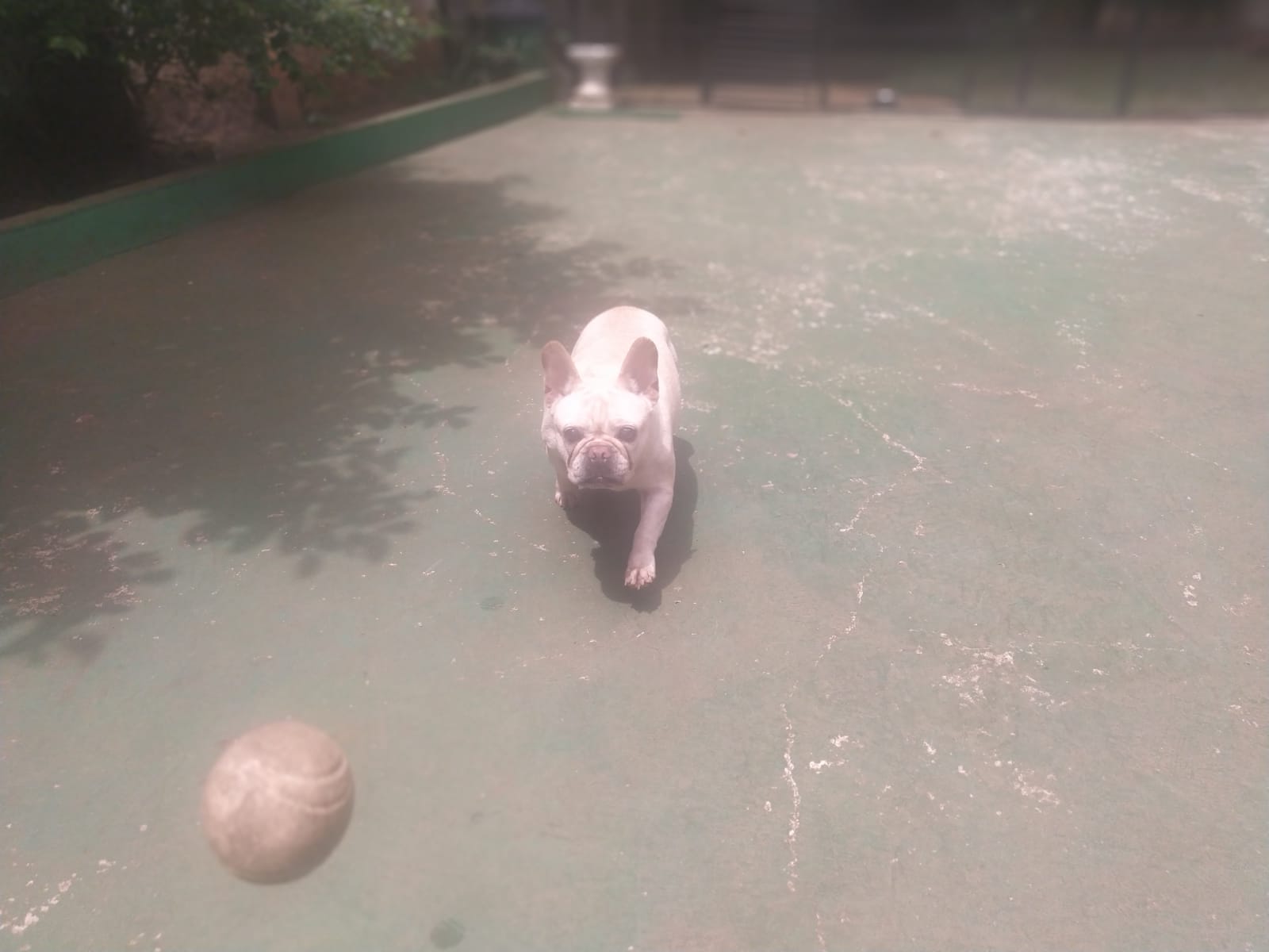 Foto do dia 06/02/2026 11:38  na clínica Animal House