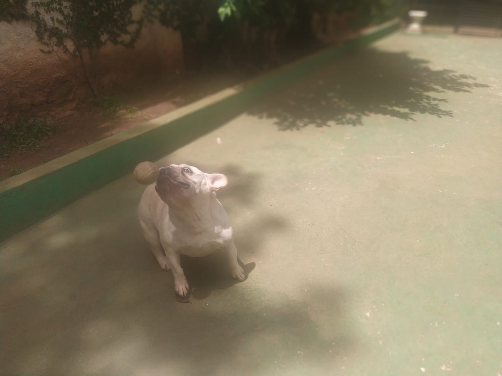 Foto do dia 06/02/2026 11:38  na clínica Animal House