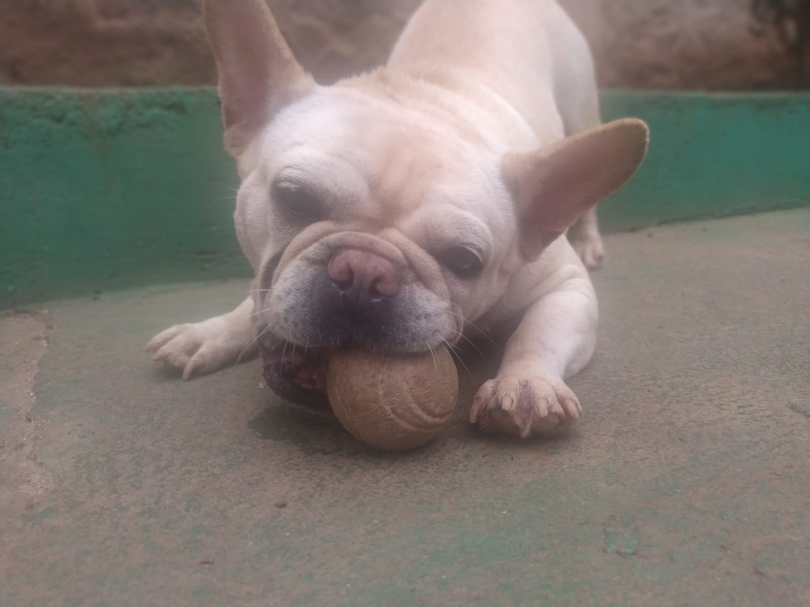 Foto do dia 06/02/2026 11:38  na clínica Animal House