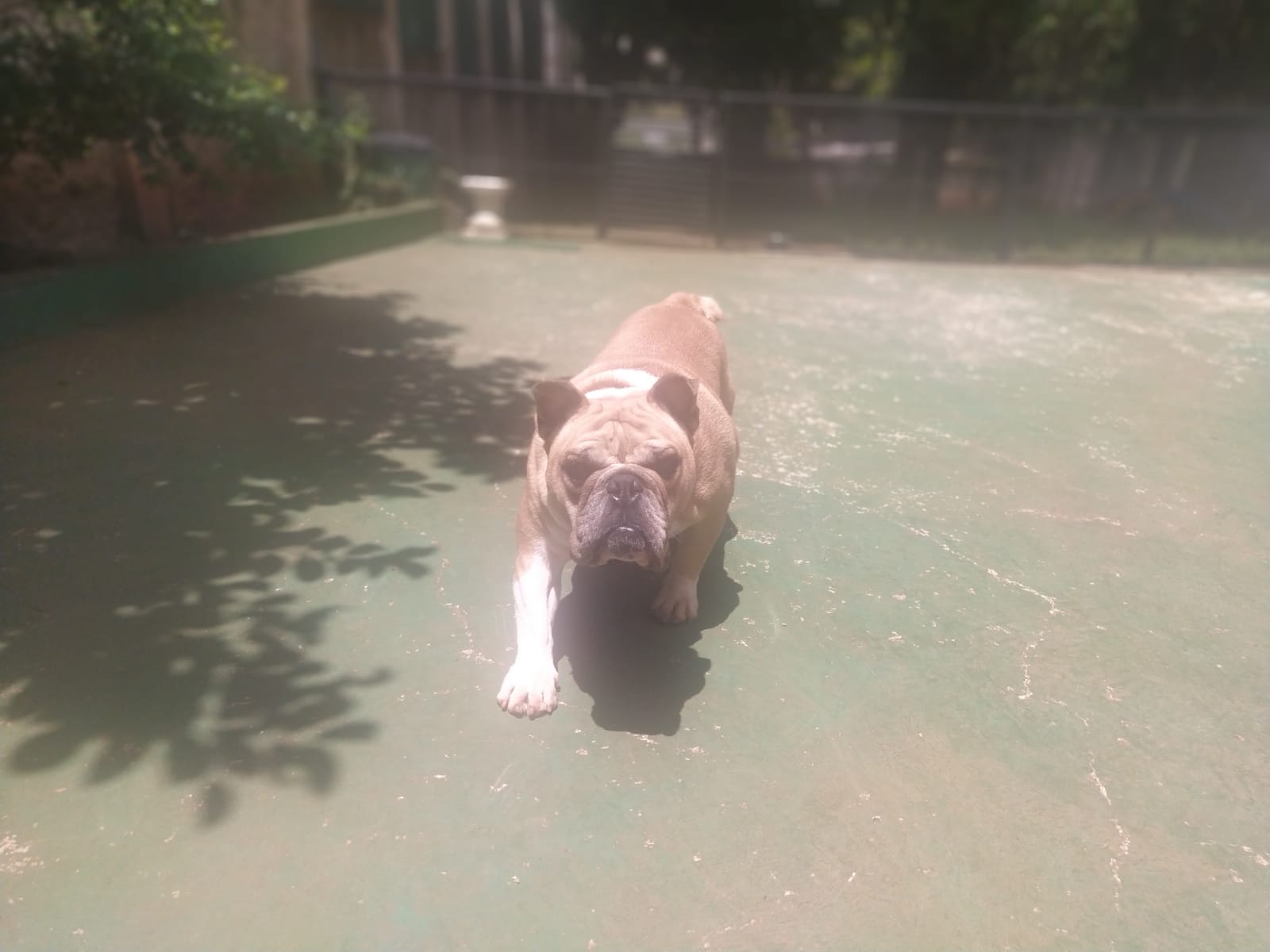 Foto do dia 06/02/2026 11:51  na clínica Animal House