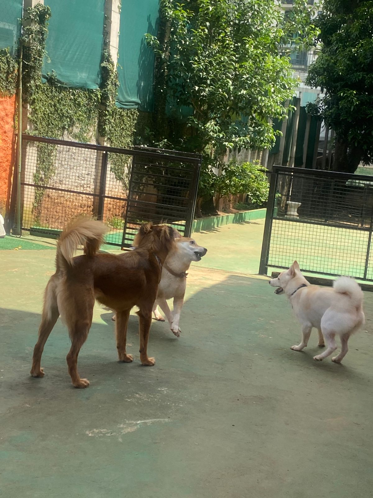 Foto do dia 06/02/2026 14:13  na clínica Animal House