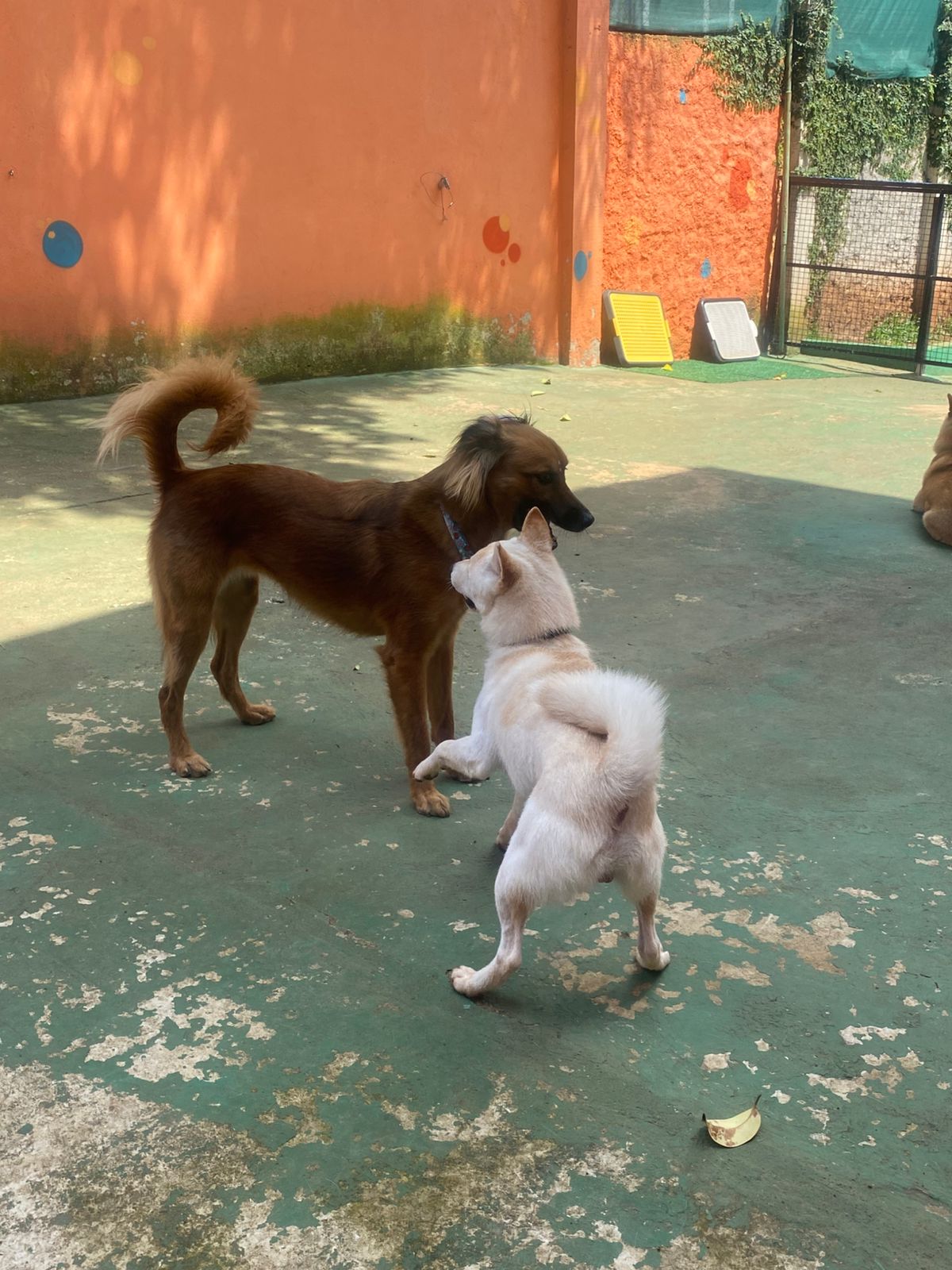 Foto do dia 06/02/2026 14:13  na clínica Animal House