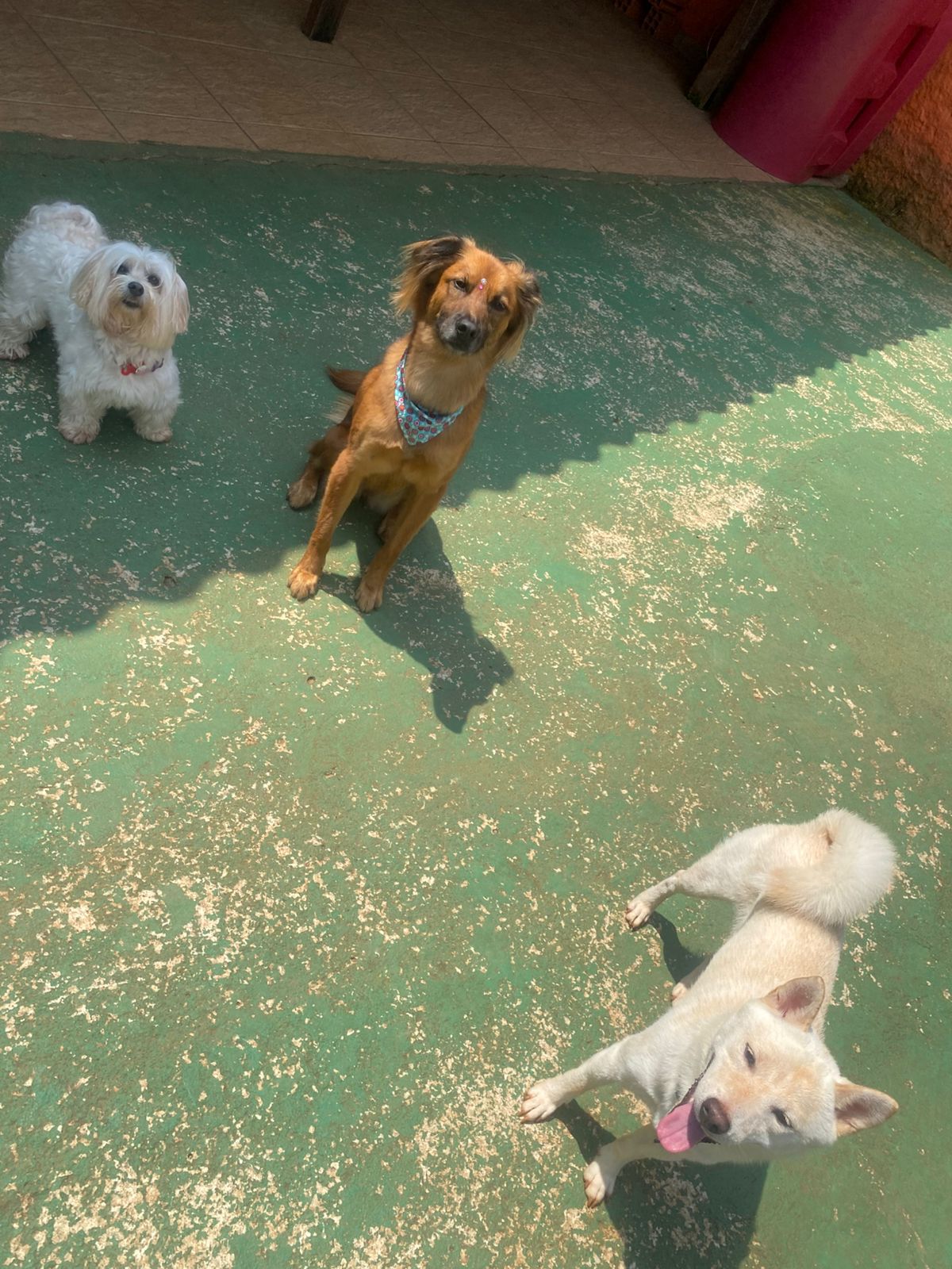 Foto do dia 06/02/2026 14:18  na clínica Animal House