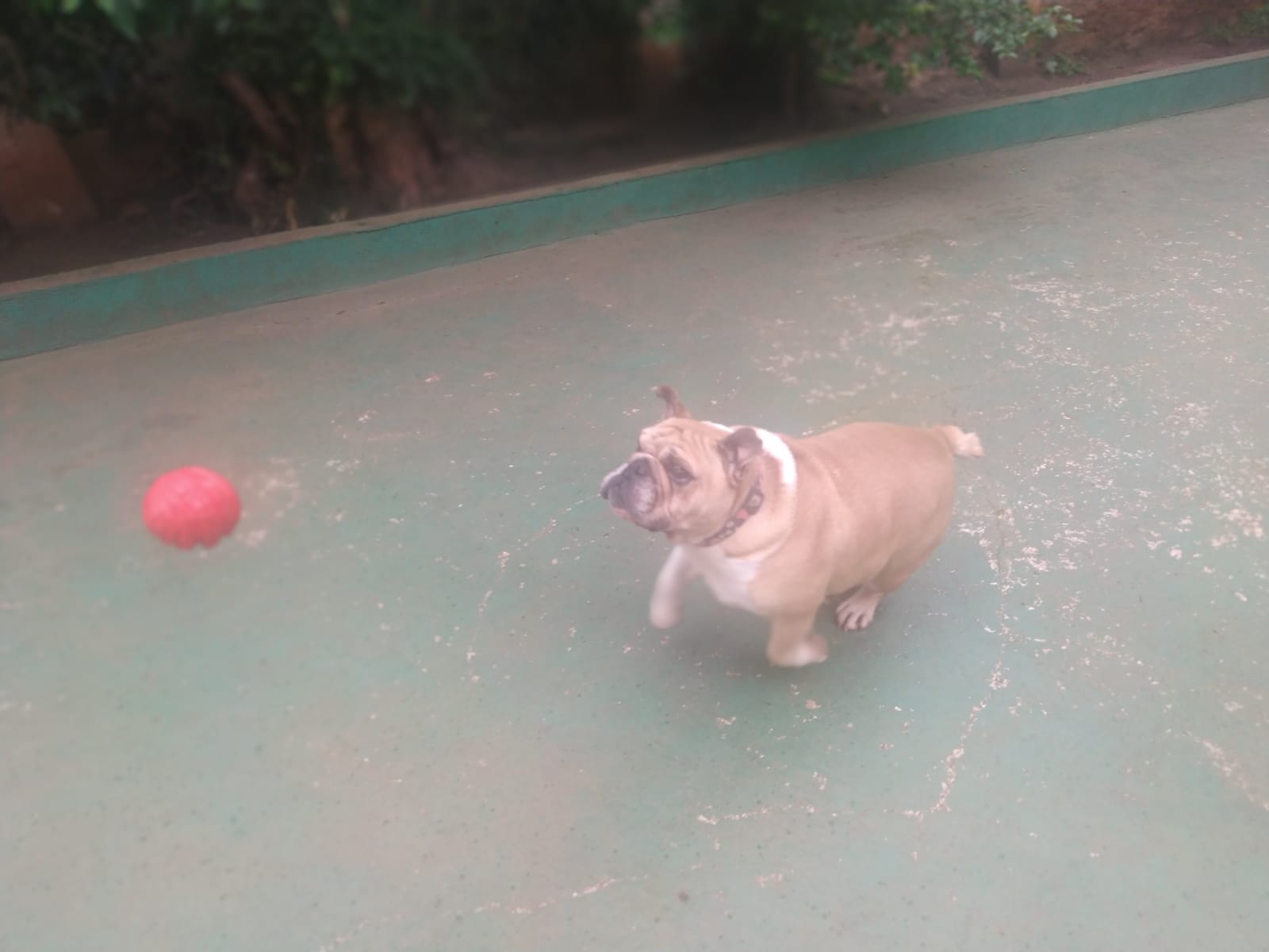 Foto do dia 09/02/2026 10:22  na clínica Animal House