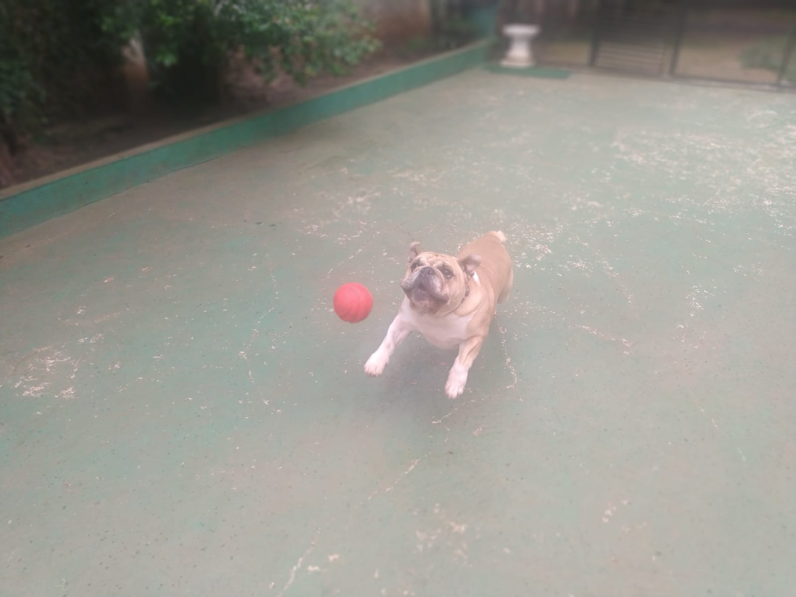 Foto do dia 09/02/2026 10:22  na clínica Animal House