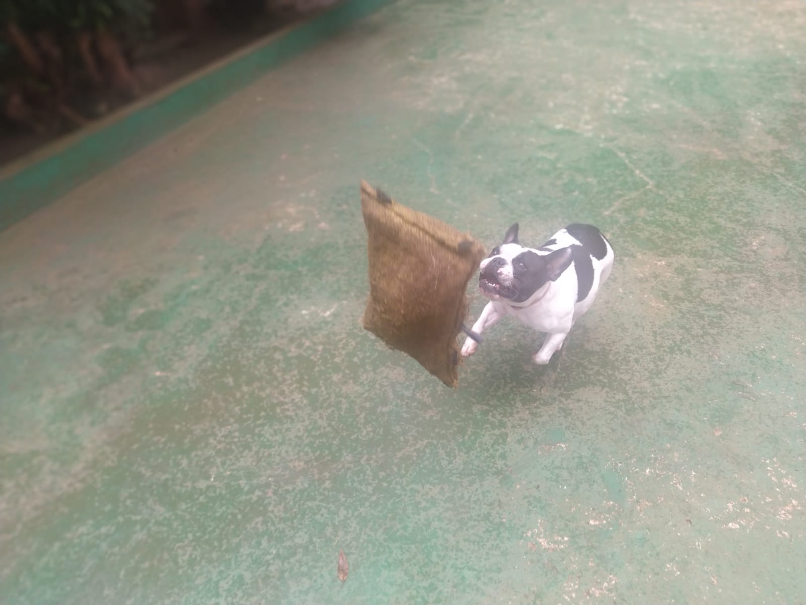 Foto do dia 09/02/2026 11:22  na clínica Animal House