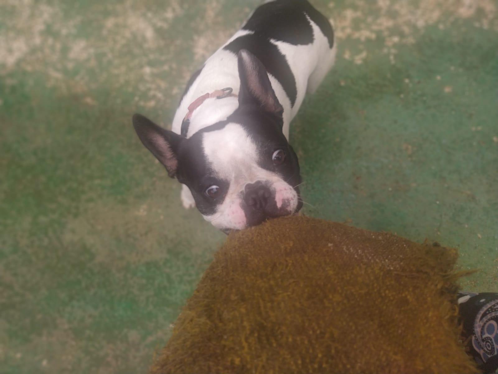 Foto do dia 09/02/2026 11:22  na clínica Animal House