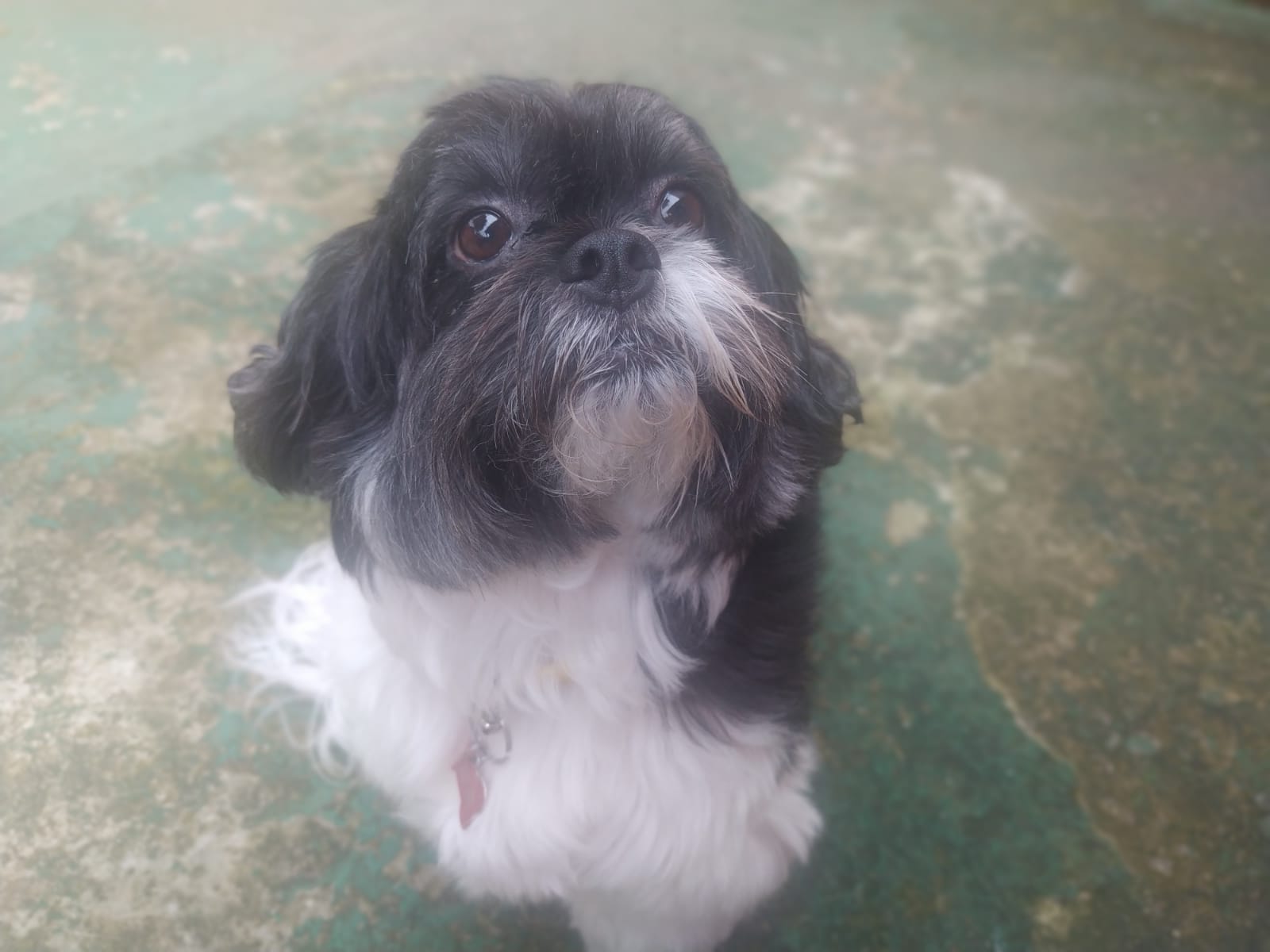 Foto do dia 09/02/2026 11:22  na clínica Animal House