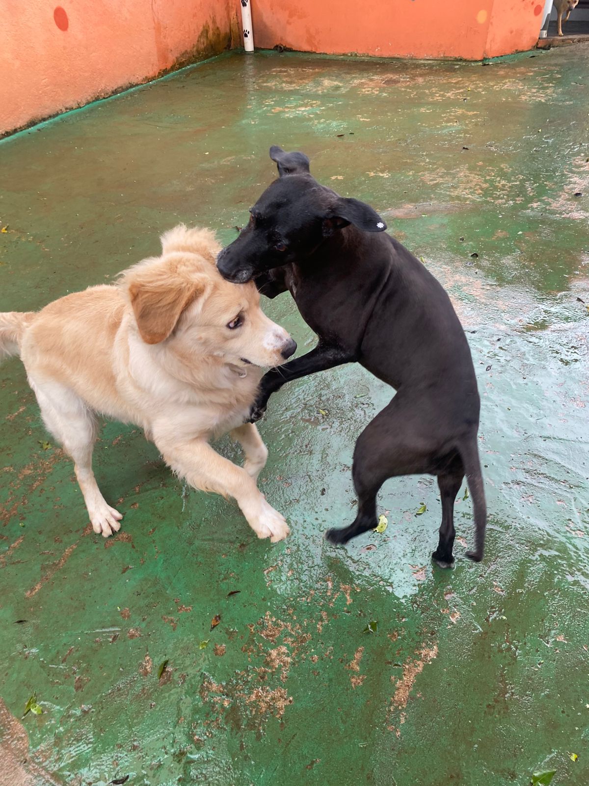 Foto do dia 09/02/2026 16:30  na clínica Animal House