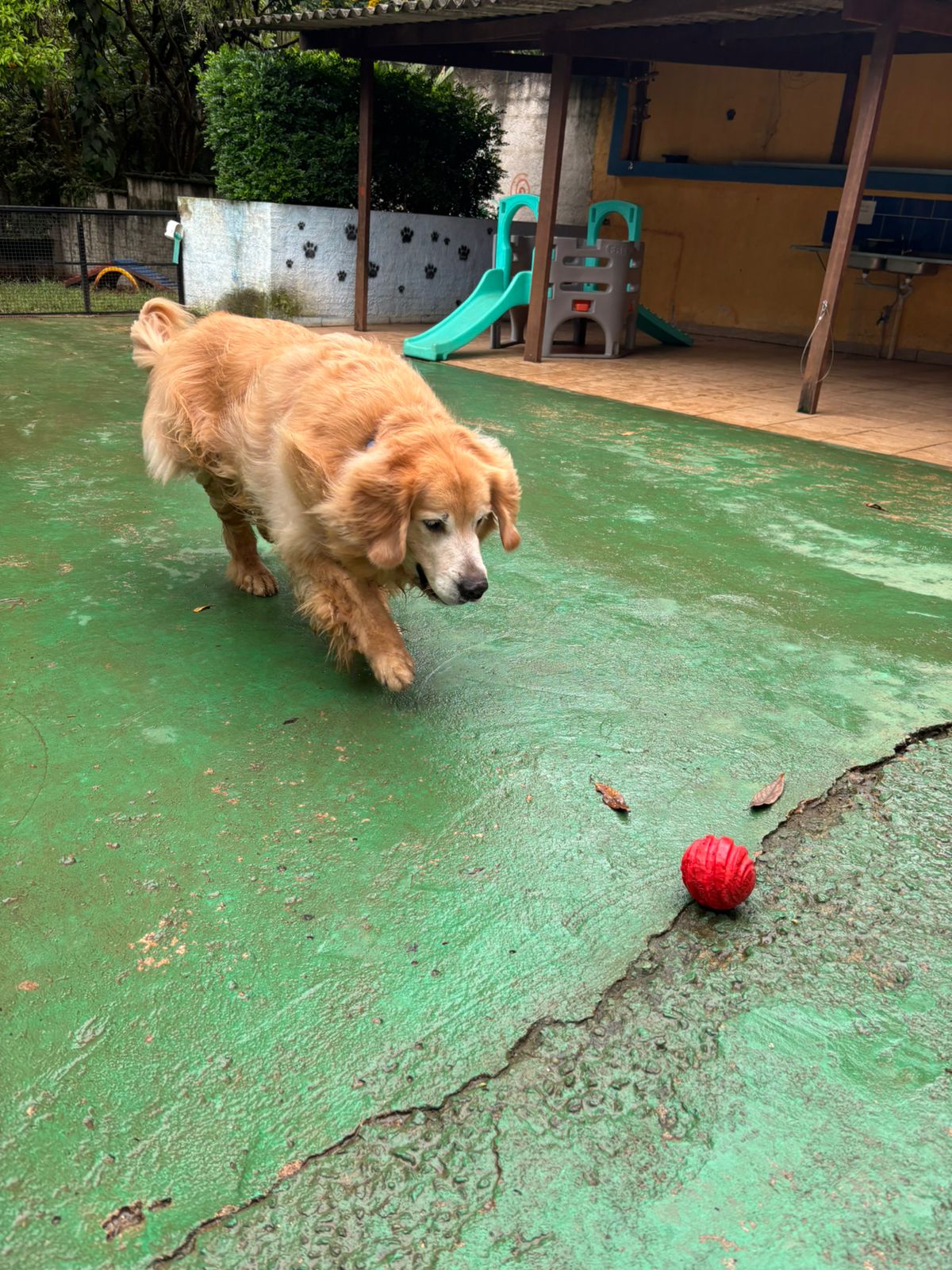 Foto do dia 10/02/2026 10:20  na clínica Animal House