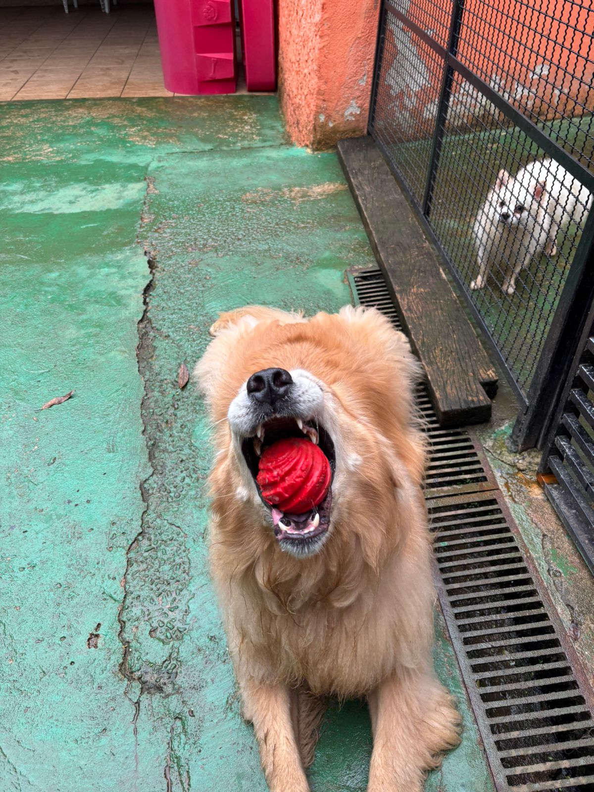 Foto do dia 10/02/2026 10:20  na clínica Animal House