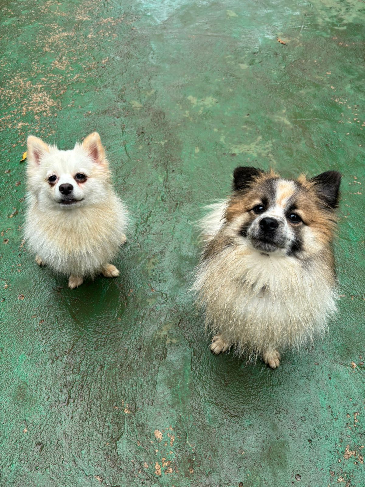 Betovheen Jorge & Luna Claudine