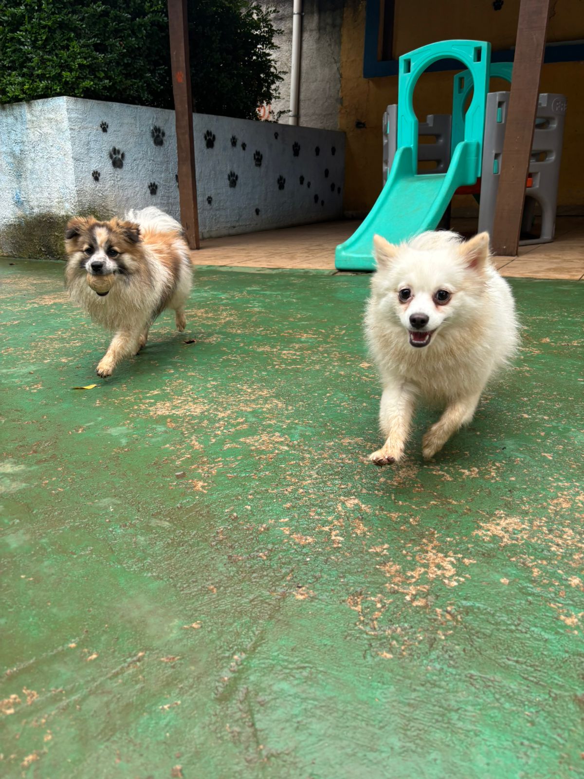 Foto do dia 10/02/2026 10:34  na clínica Animal House