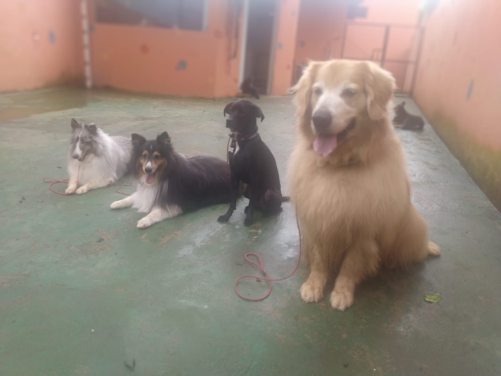 Foto do dia 10/02/2026 10:38  na clínica Animal House