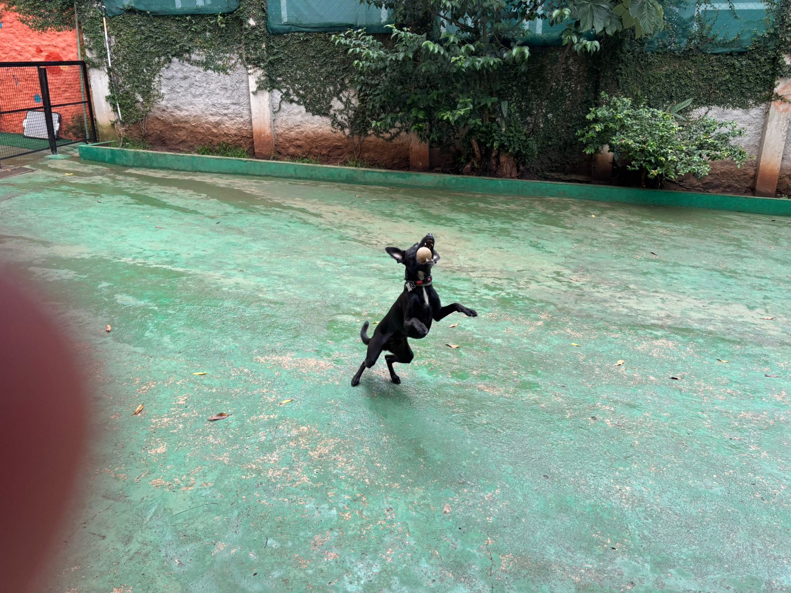 Foto do dia 10/02/2026 10:43  na clínica Animal House