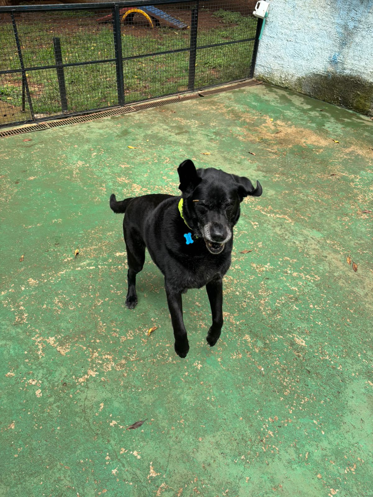 Foto do dia 10/02/2026 11:07  na clínica Animal House