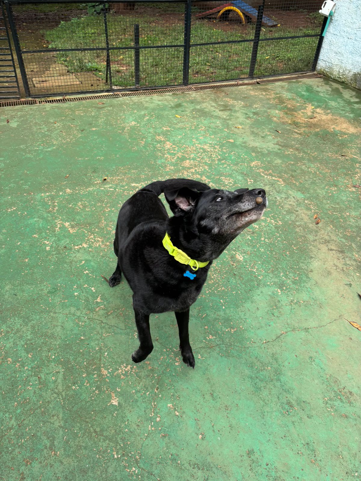 Foto do dia 10/02/2026 11:07  na clínica Animal House