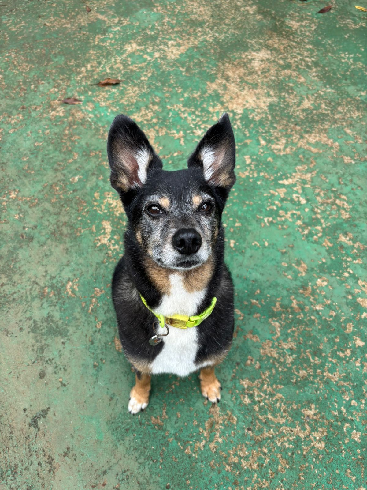 Foto do dia 10/02/2026 11:16  na clínica Animal House