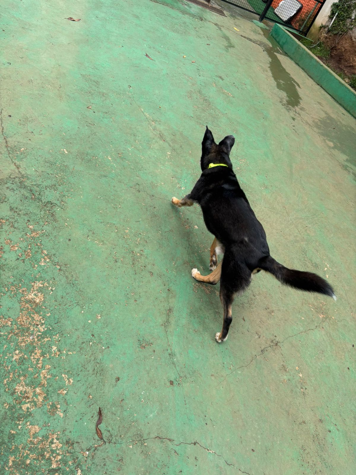 Foto do dia 10/02/2026 11:16  na clínica Animal House