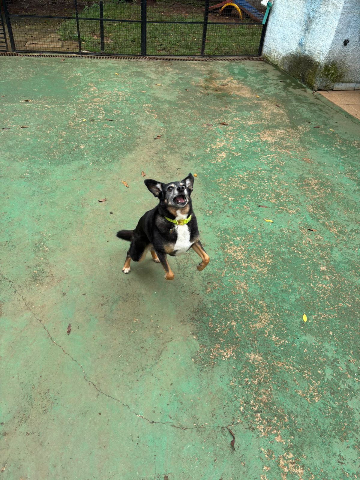 Foto do dia 10/02/2026 11:16  na clínica Animal House