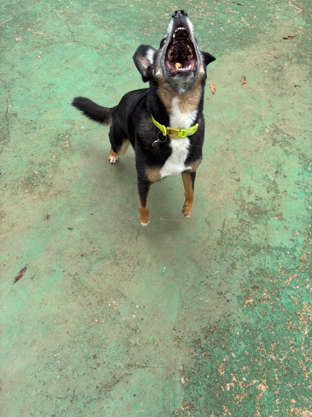 Foto do dia 10/02/2026 11:16  na clínica Animal House