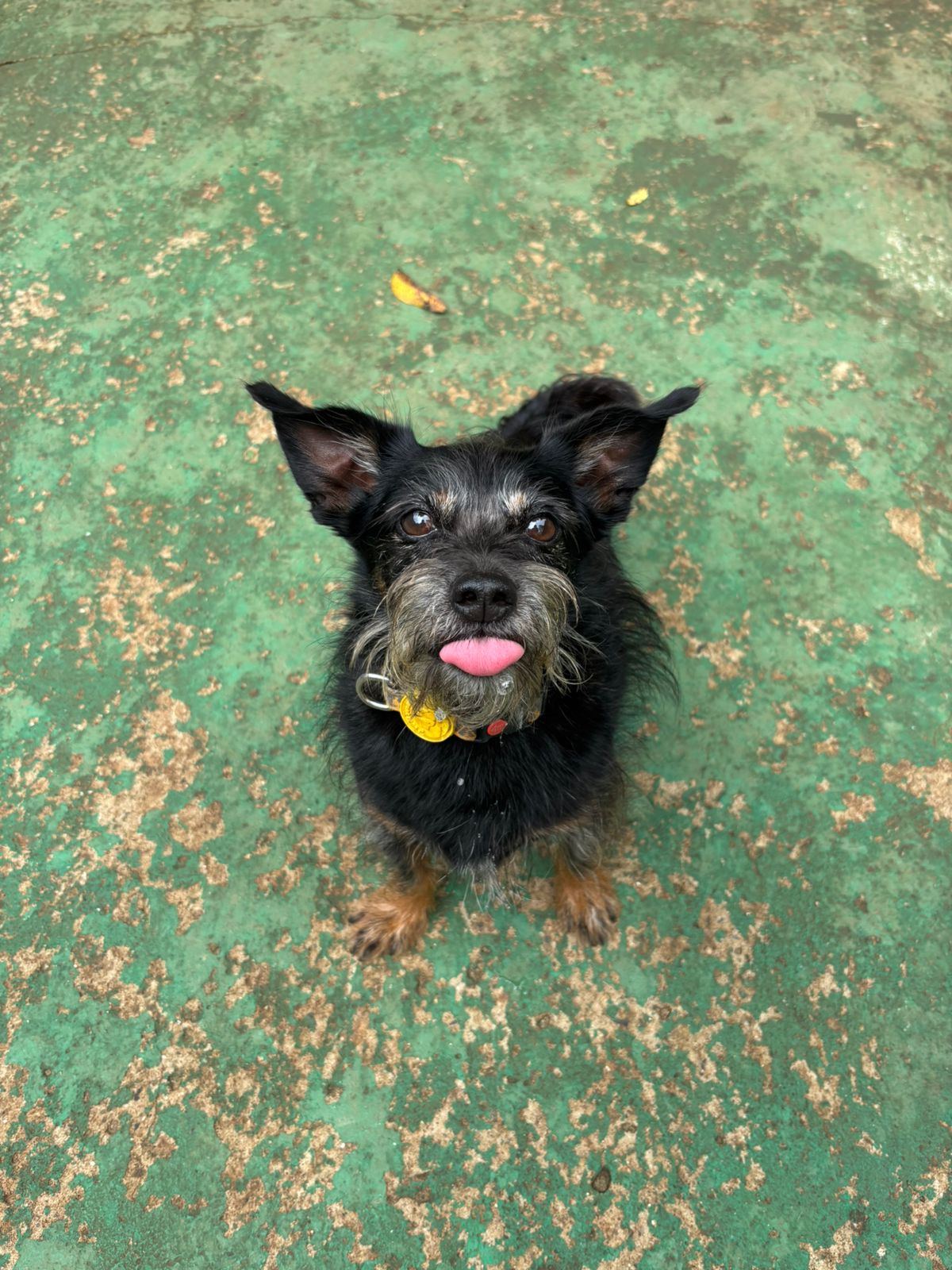 Foto do dia 10/02/2026 11:21  na clínica Animal House