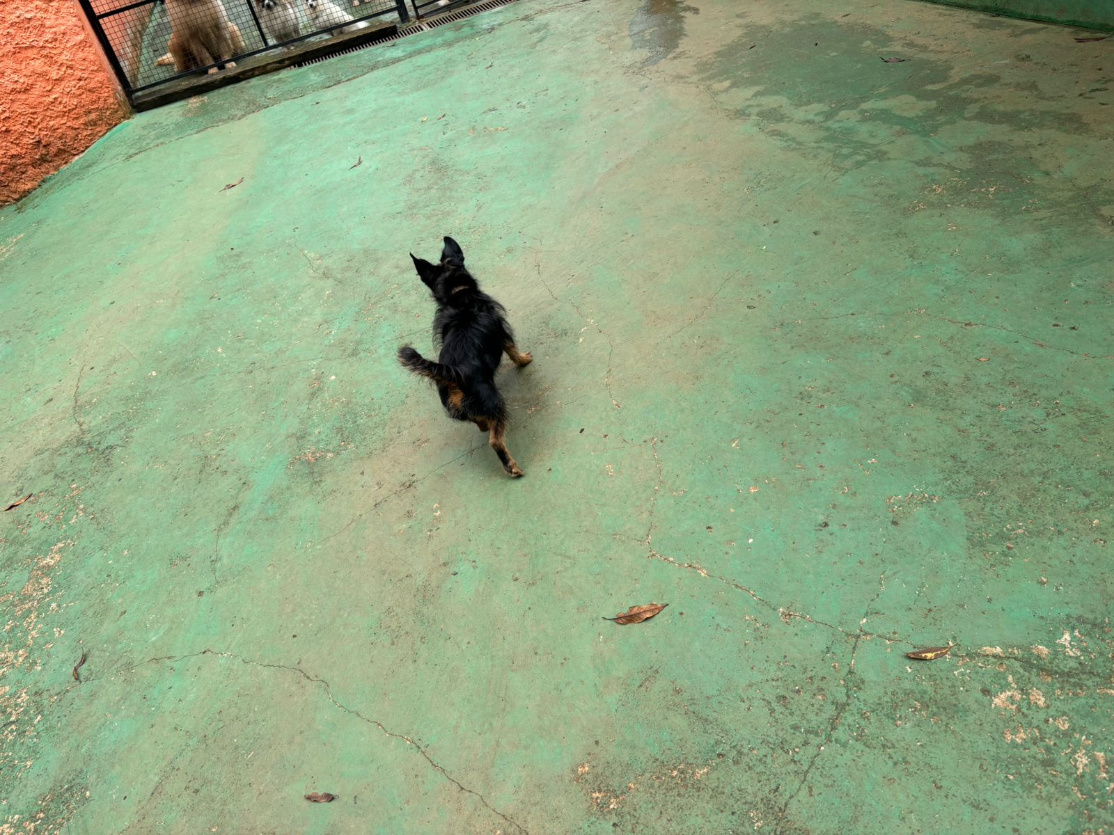 Foto do dia 10/02/2026 11:21  na clínica Animal House