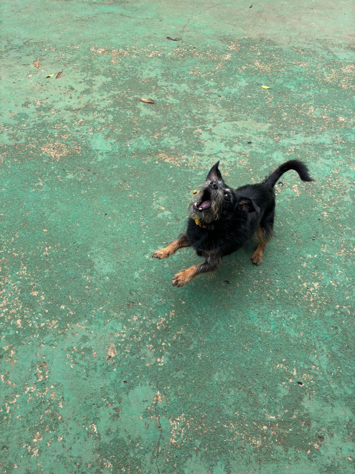 Foto do dia 10/02/2026 11:21  na clínica Animal House