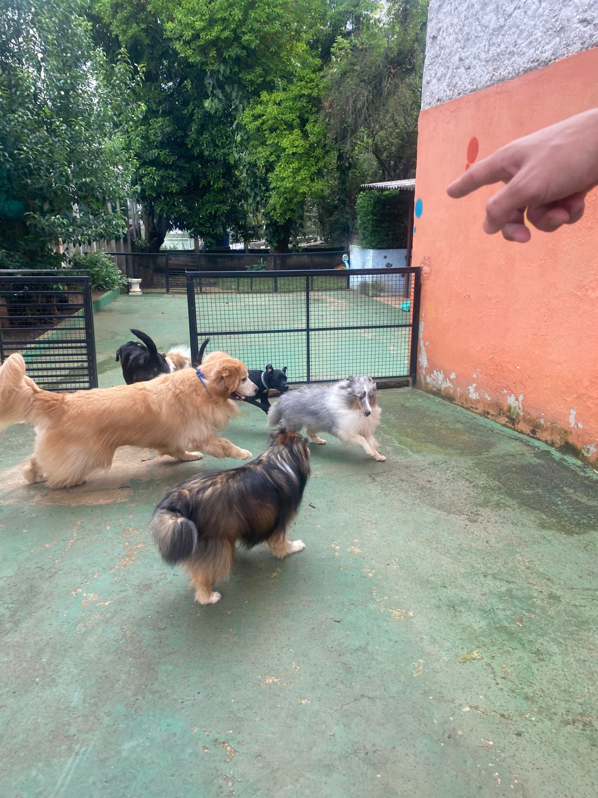 Foto do dia 10/02/2026 14:16  na clínica Animal House