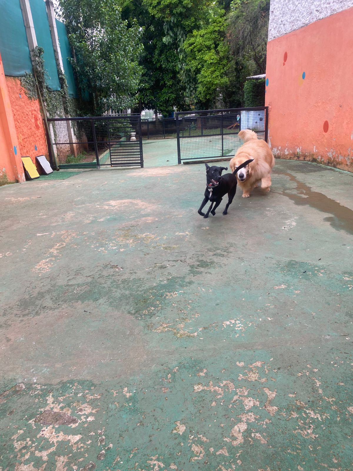 Foto do dia 10/02/2026 16:34  na clínica Animal House