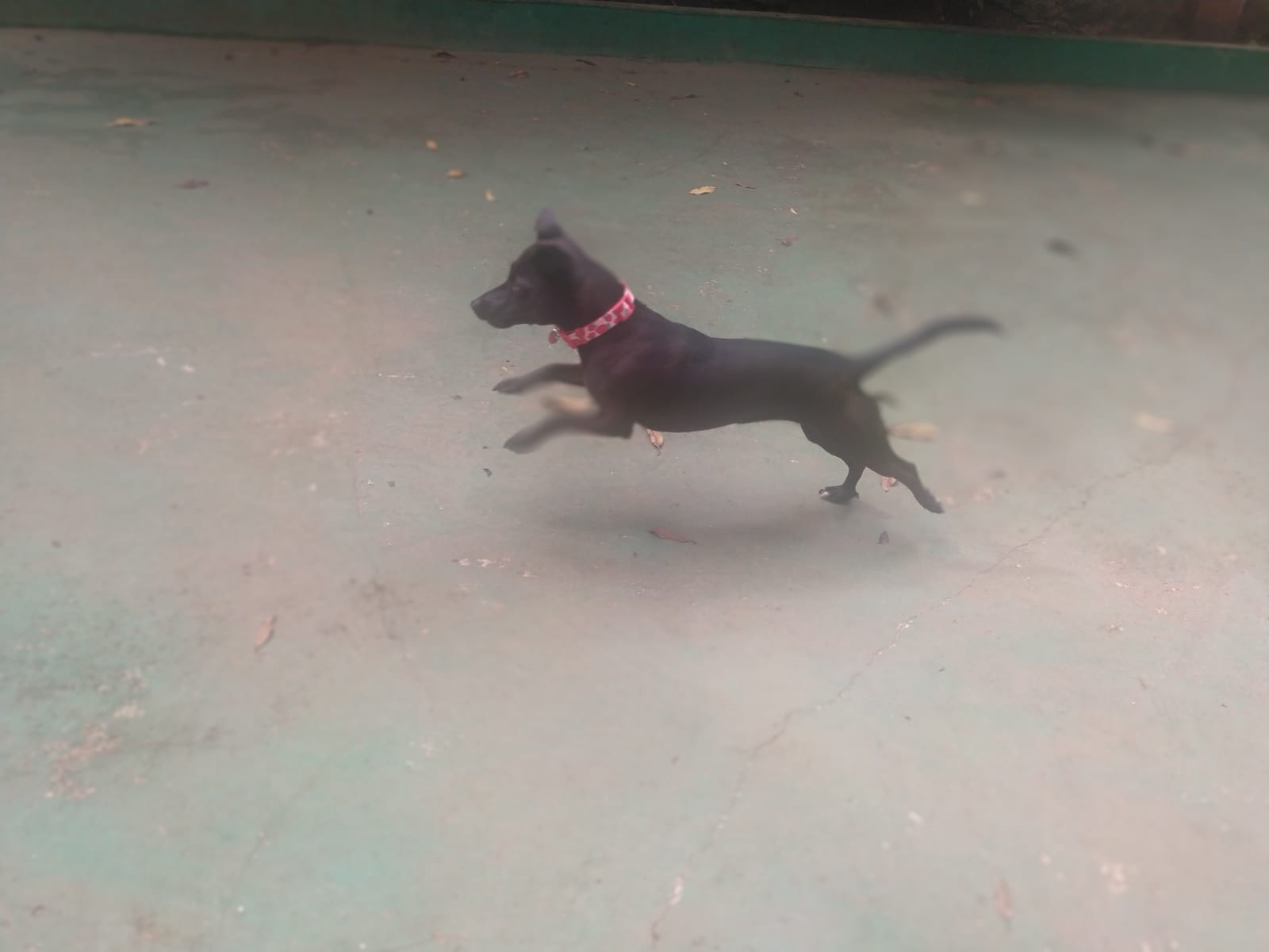 Foto do dia 11/02/2026 10:14  na clínica Animal House