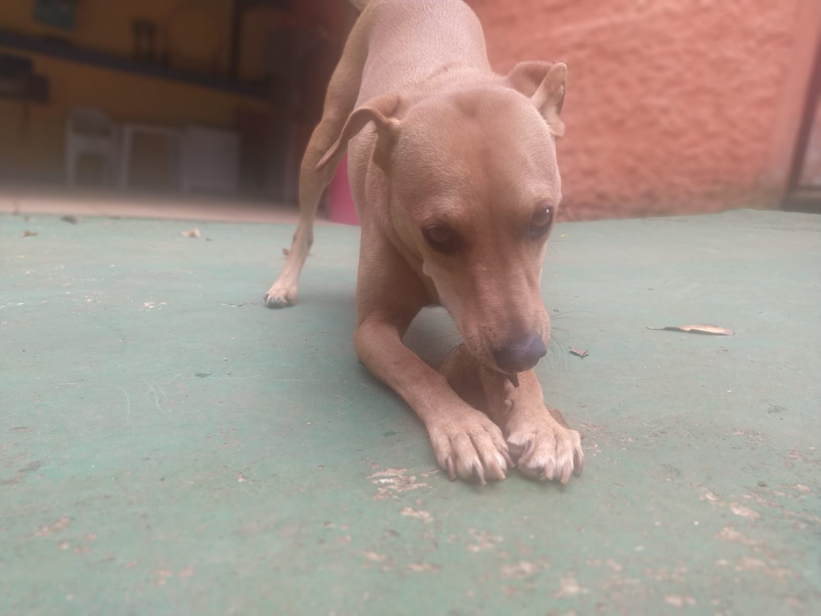 Foto do dia 11/02/2026 10:24  na clínica Animal House