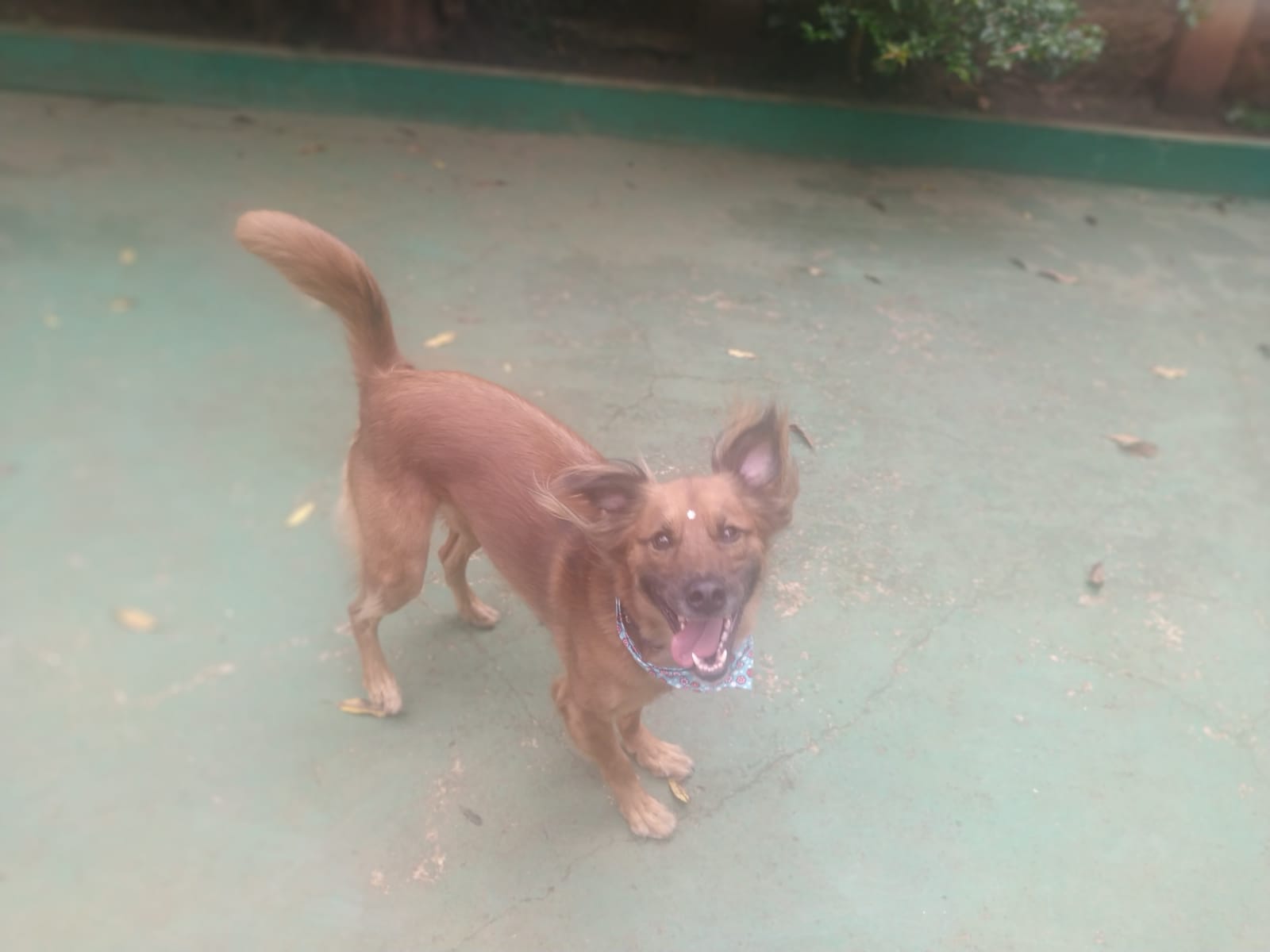 Foto do dia 11/02/2026 10:33  na clínica Animal House