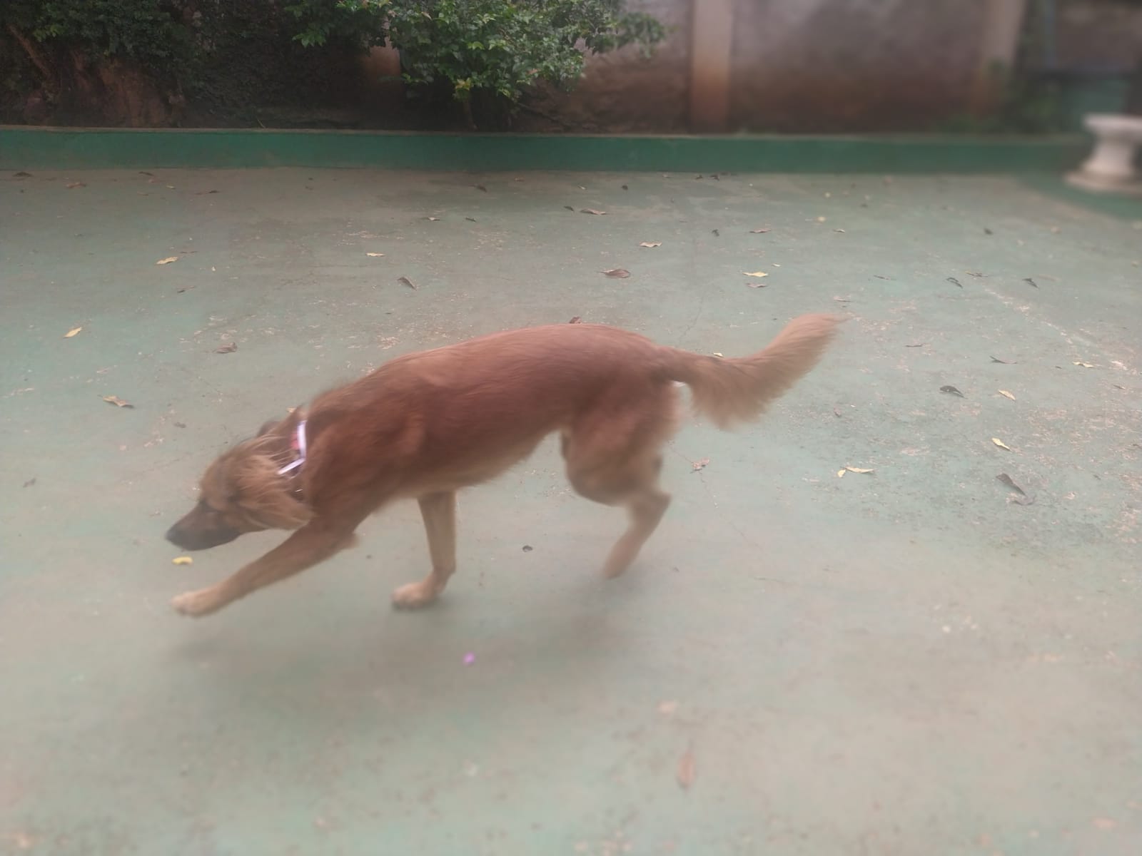 Foto do dia 11/02/2026 10:33  na clínica Animal House