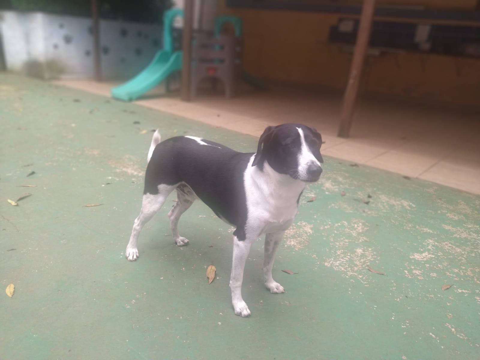 Foto do dia 11/02/2026 10:44  na clínica Animal House