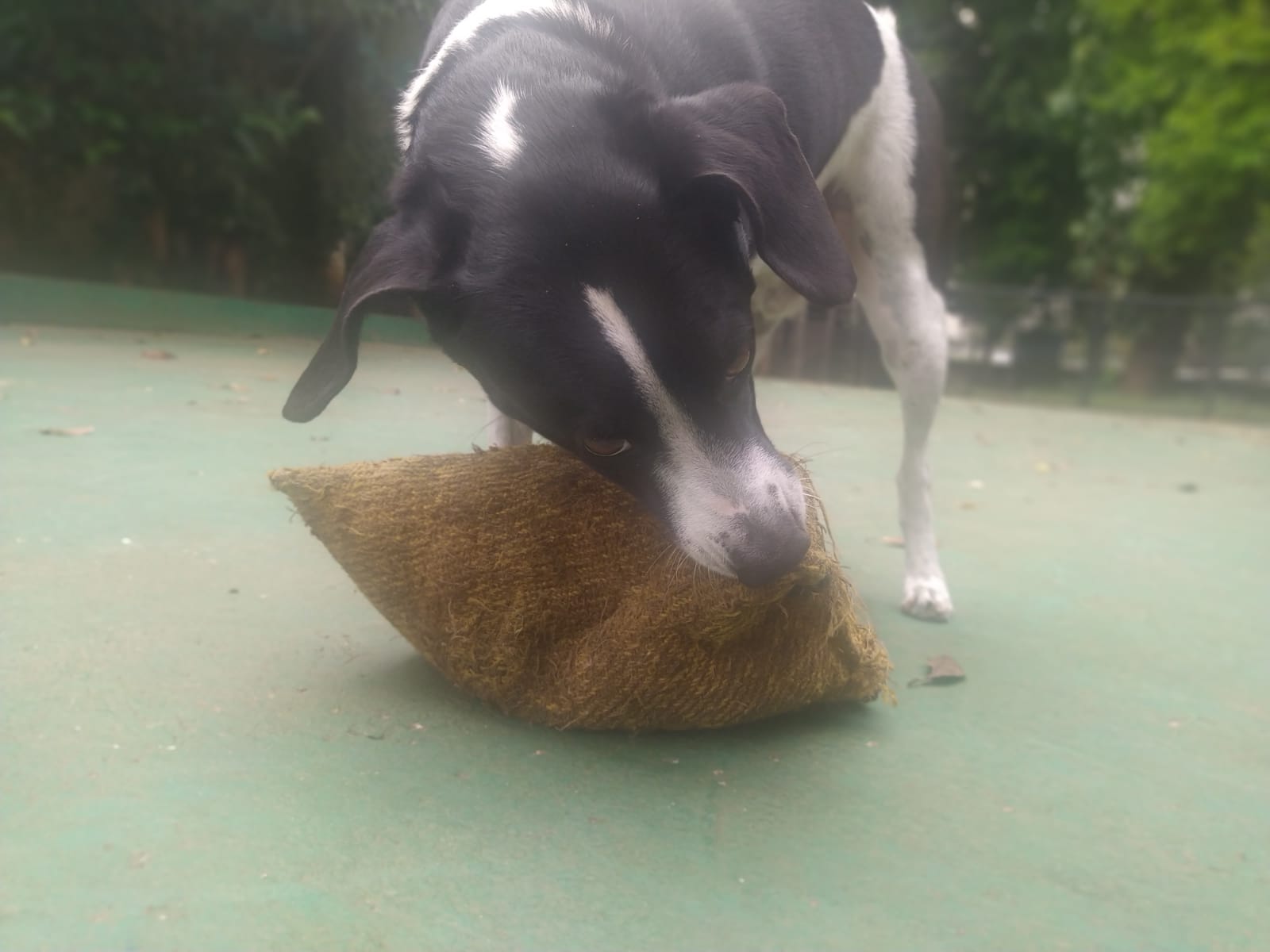 Foto do dia 11/02/2026 10:44  na clínica Animal House