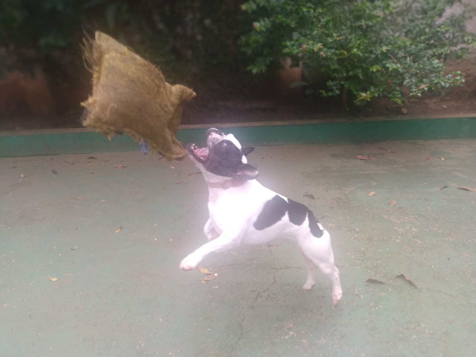 Foto do dia 11/02/2026 11:01  na clínica Animal House