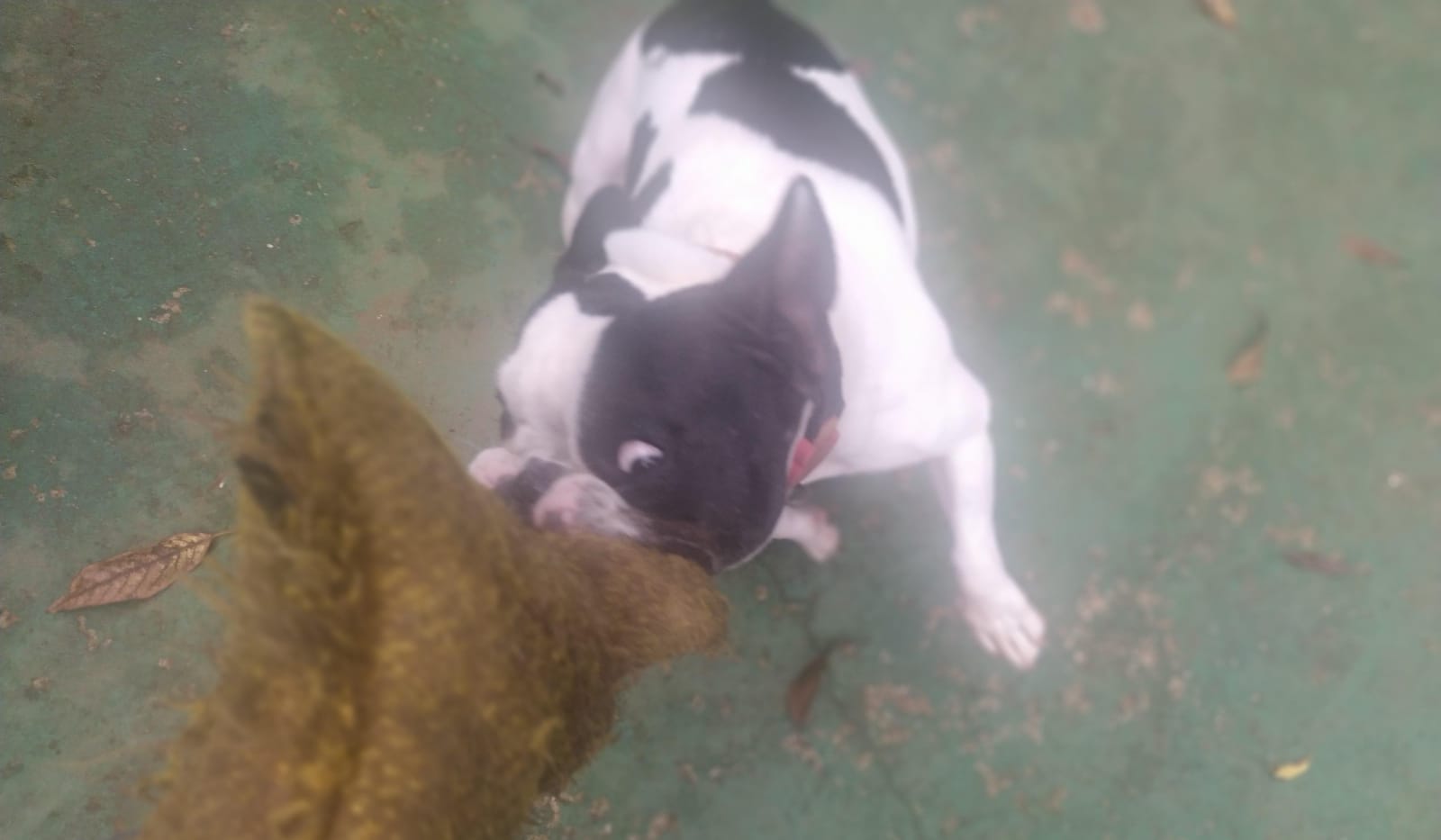 Foto do dia 11/02/2026 11:01  na clínica Animal House