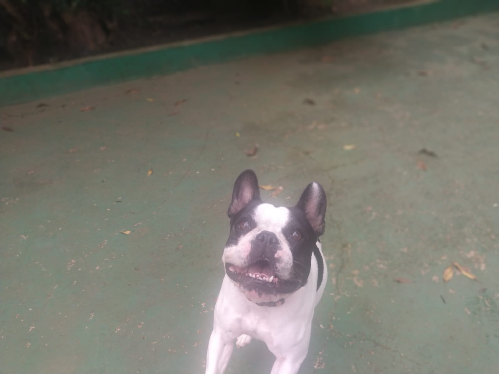 Foto do dia 11/02/2026 11:01  na clínica Animal House