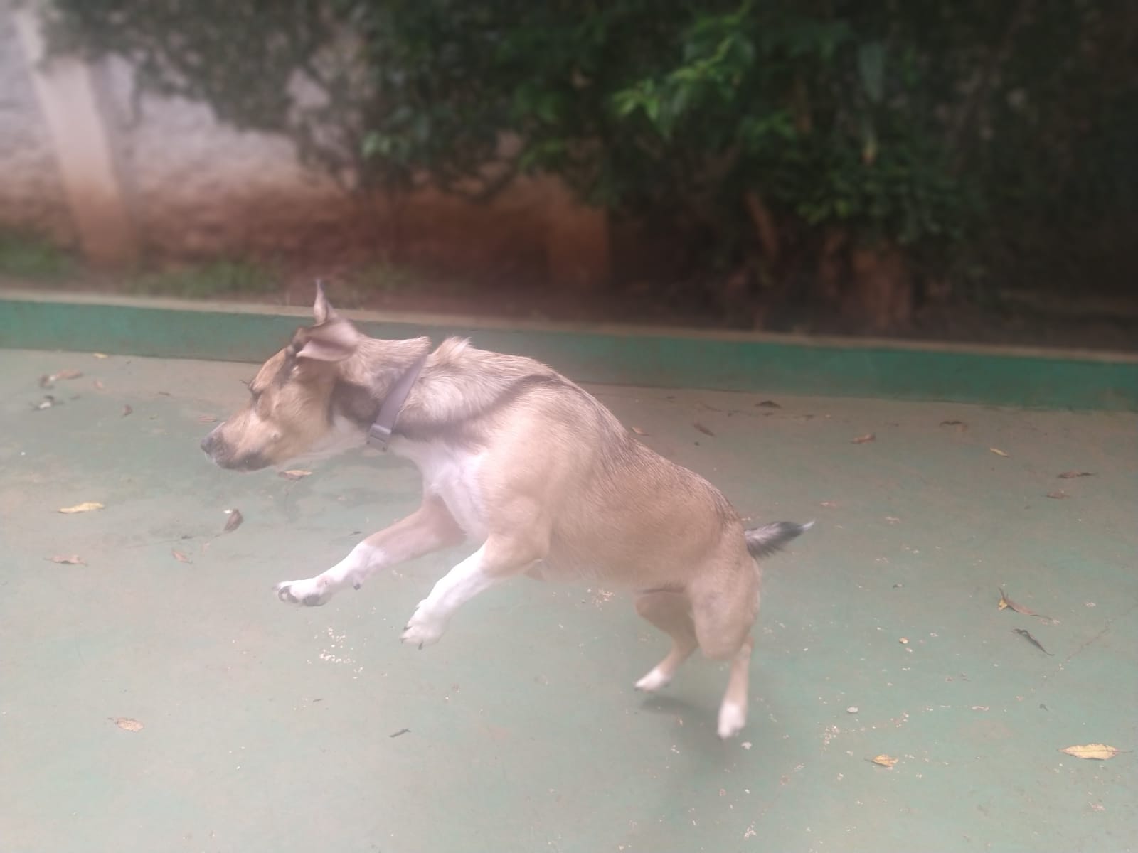 Foto do dia 11/02/2026 11:12  na clínica Animal House