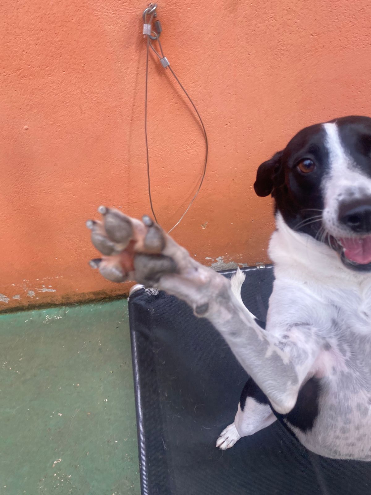 Foto do dia 11/02/2026 16:03  na clínica Animal House