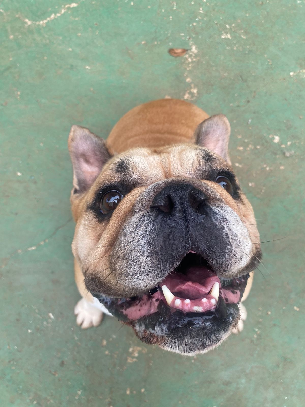 Foto do dia 11/02/2026 16:03  na clínica Animal House