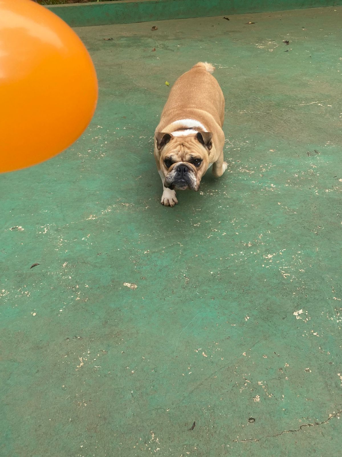 Foto do dia 11/02/2026 16:03  na clínica Animal House