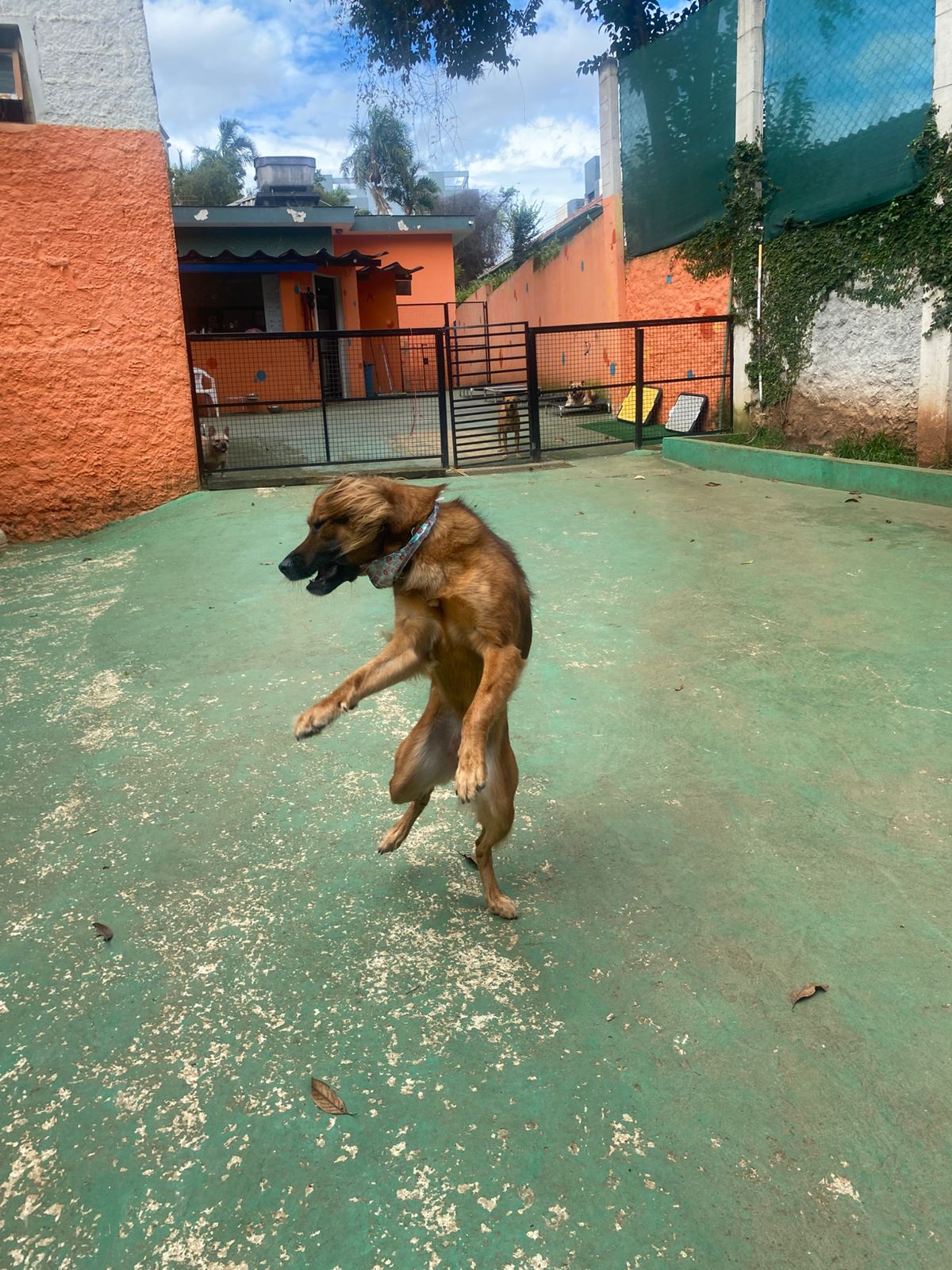 Foto do dia 11/02/2026 16:03  na clínica Animal House