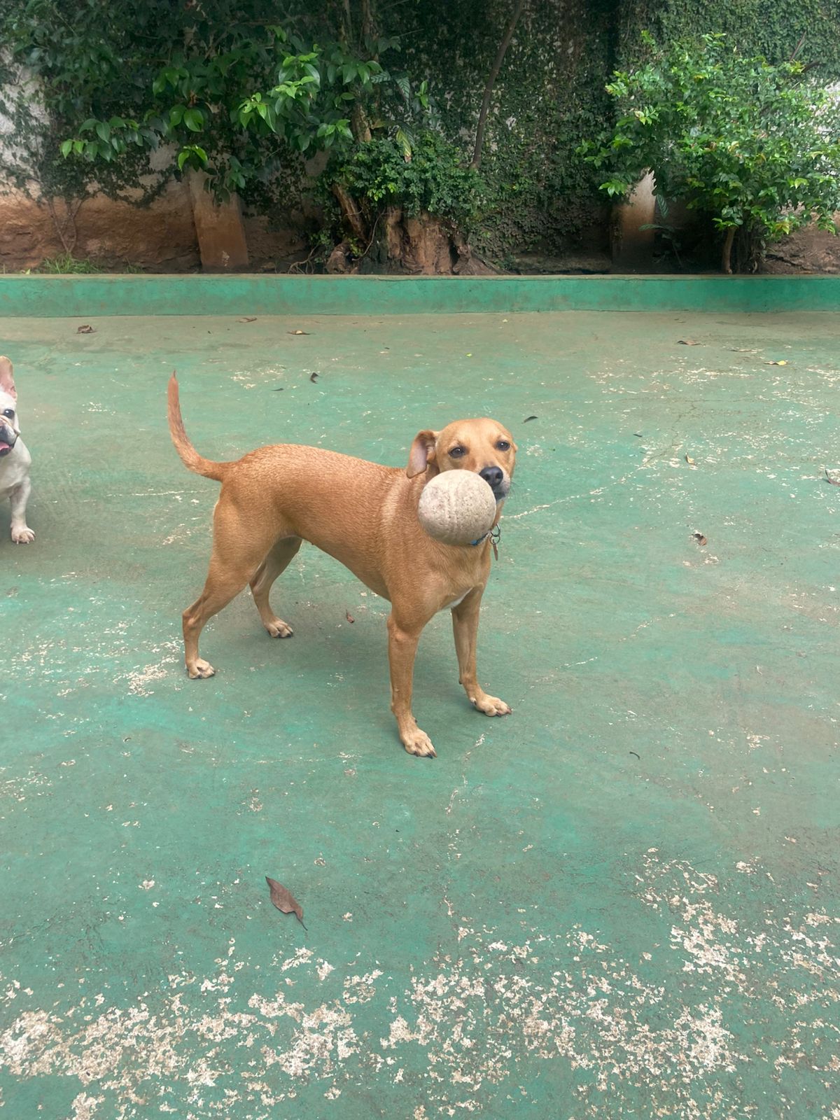 Foto do dia 11/02/2026 16:03  na clínica Animal House